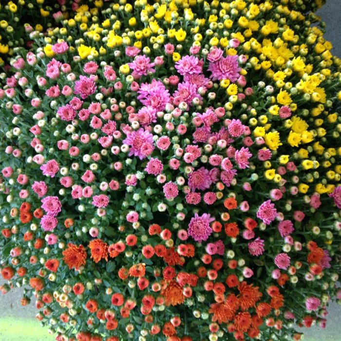 plants-that-repel-bugs